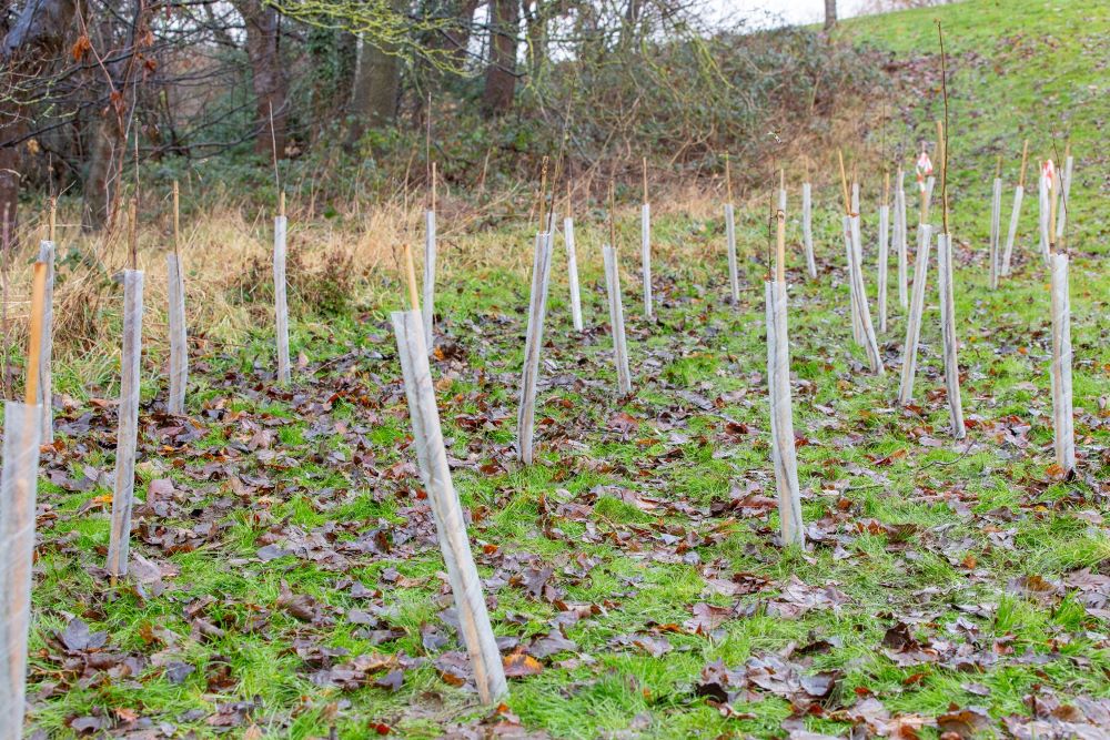 Planting at Park Wood.